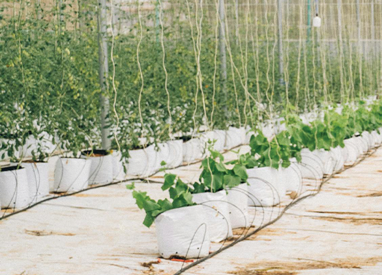 Irrigation 3
