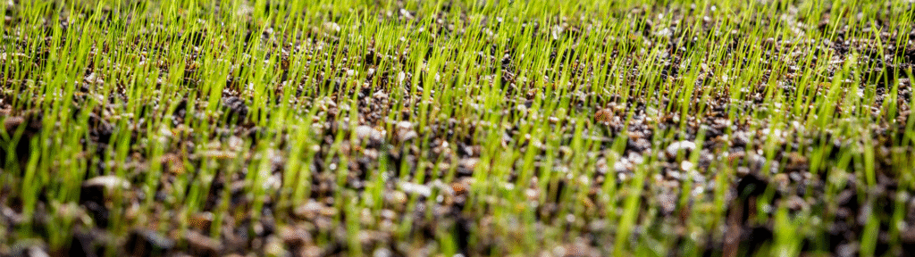 Sprouted Seed