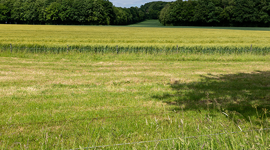 field