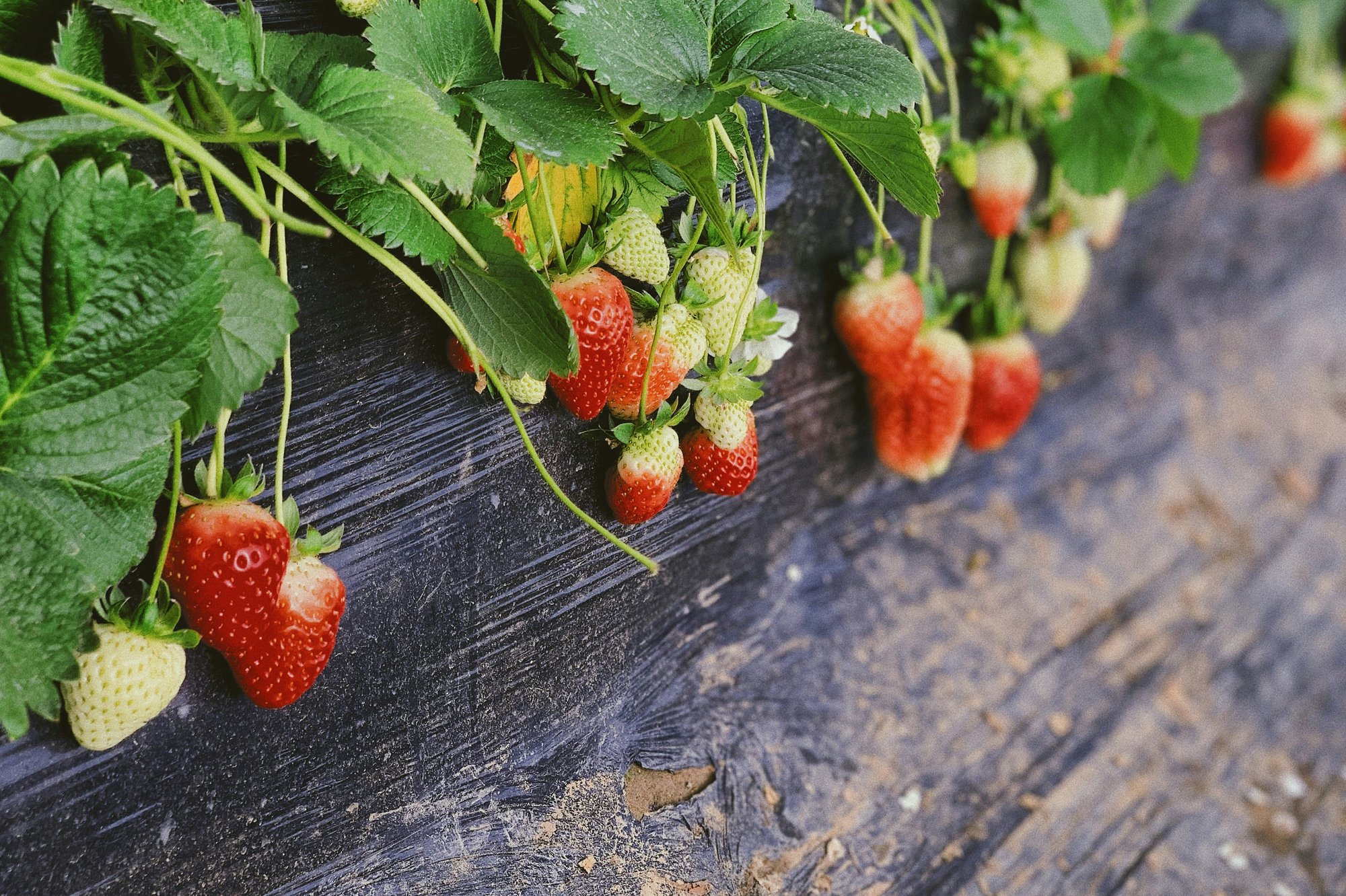 strawberry field