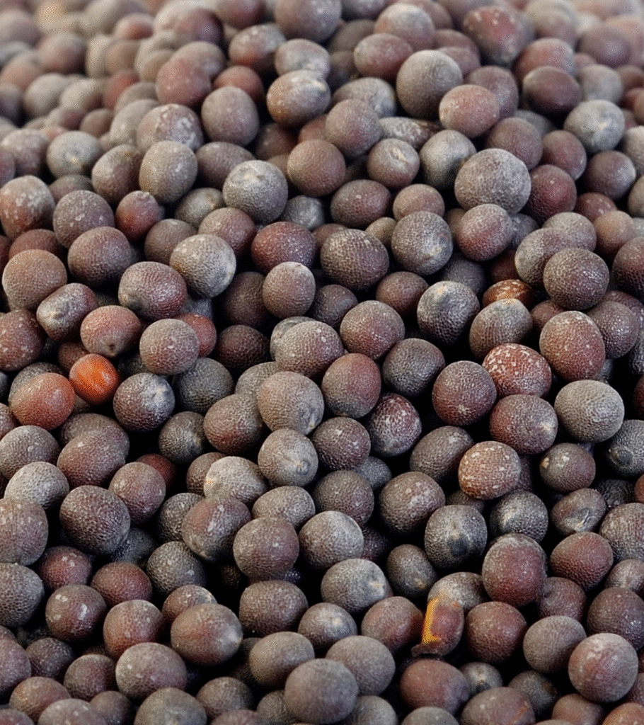 coated seed