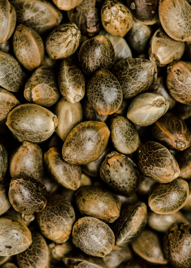 Hemp Cannabis Seed