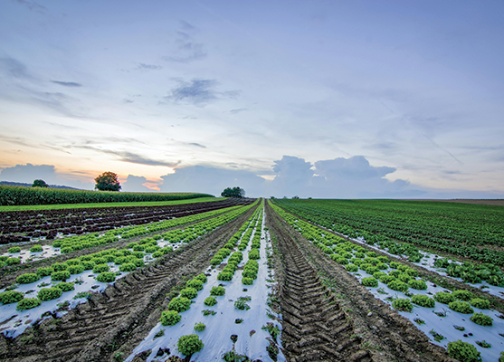 Irrigation1