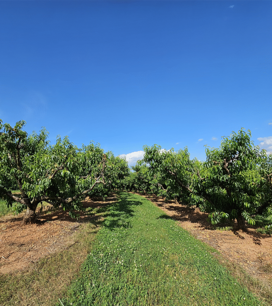 Peach Orchard