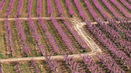 peach orchard