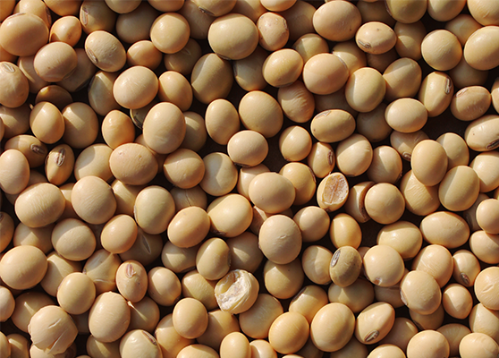 Soybean